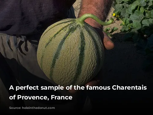 A perfect sample of the famous Charentais melons of Provence, France