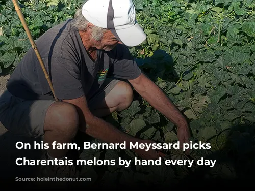 On his farm, Bernard Meyssard picks ripe Charentais melons by hand every day