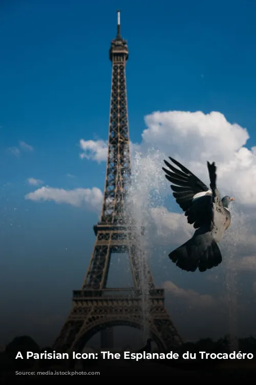 A Parisian Icon: The Esplanade du Trocadéro