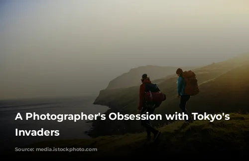 A Photographer's Obsession with Tokyo's Feathered Invaders