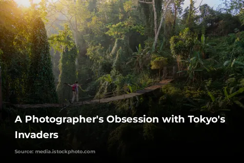 A Photographer's Obsession with Tokyo's Feathered Invaders