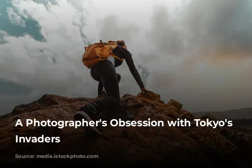 A Photographer's Obsession with Tokyo's Feathered Invaders