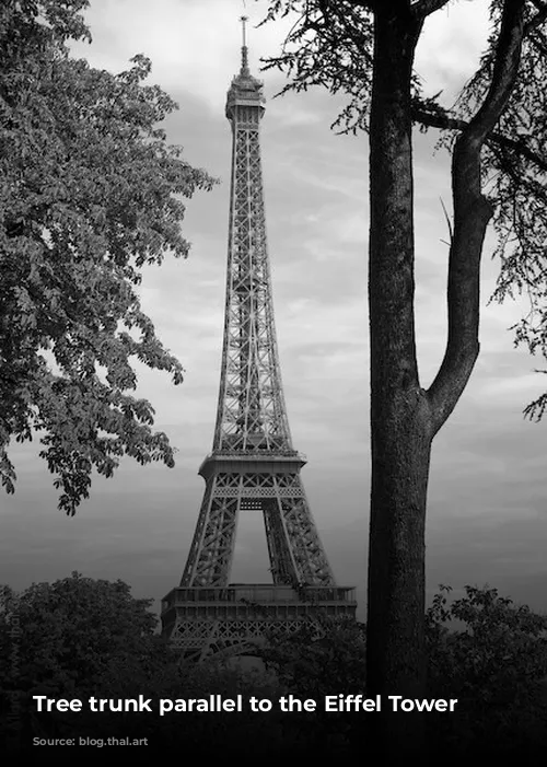 Tree trunk parallel to the Eiffel Tower