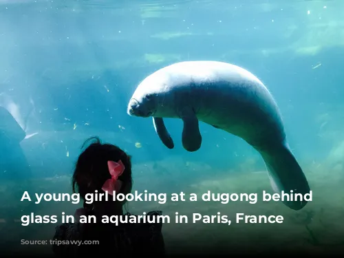 A young girl looking at a dugong behind a glass in an aquarium in Paris, France