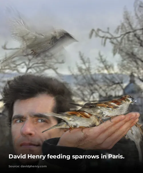 David Henry feeding sparrows in Paris.