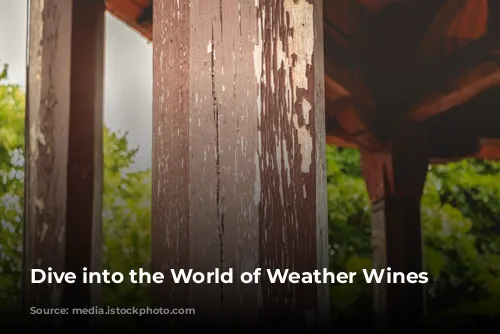 Dive into the World of Weather Wines