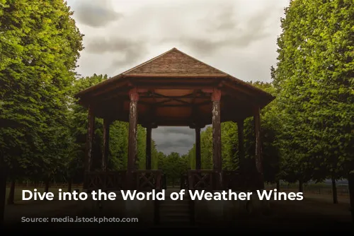 Dive into the World of Weather Wines