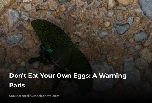 Don't Eat Your Own Eggs:  A Warning from Paris