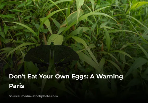 Don't Eat Your Own Eggs:  A Warning from Paris