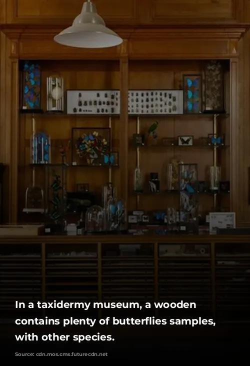 In a taxidermy museum, a wooden cabinet contains plenty of butterflies samples, along with other species.