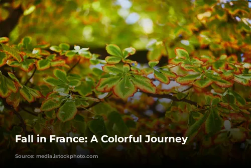 Fall in France: A Colorful Journey