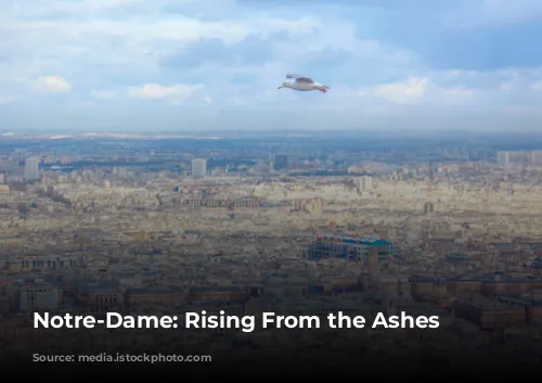 Notre-Dame: Rising From the Ashes