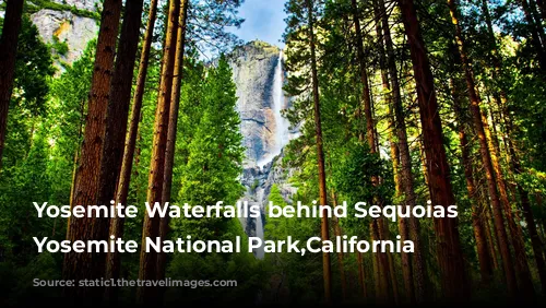 Yosemite Waterfalls behind Sequoias in Yosemite National Park,California