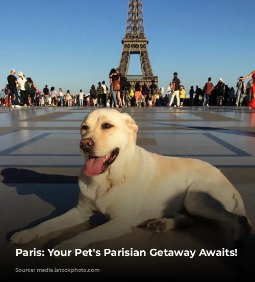 Paris: Your Pet's Parisian Getaway Awaits!