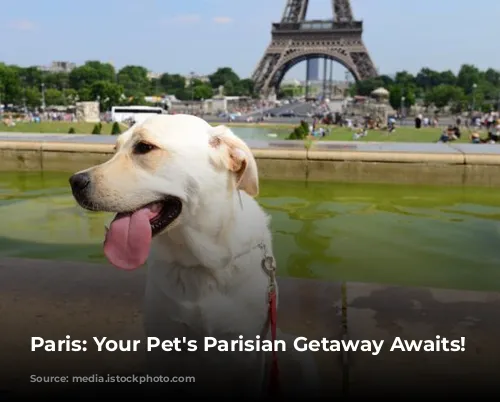 Paris: Your Pet's Parisian Getaway Awaits!