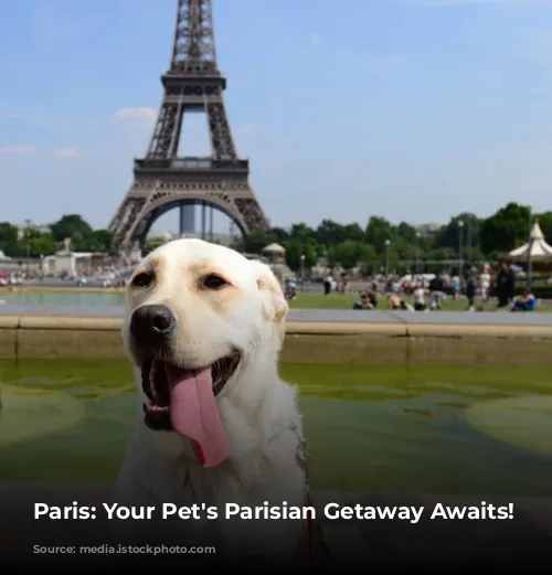 Paris: Your Pet's Parisian Getaway Awaits!