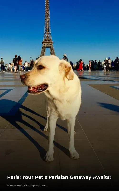 Paris: Your Pet's Parisian Getaway Awaits!