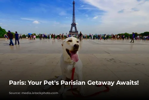 Paris: Your Pet's Parisian Getaway Awaits!