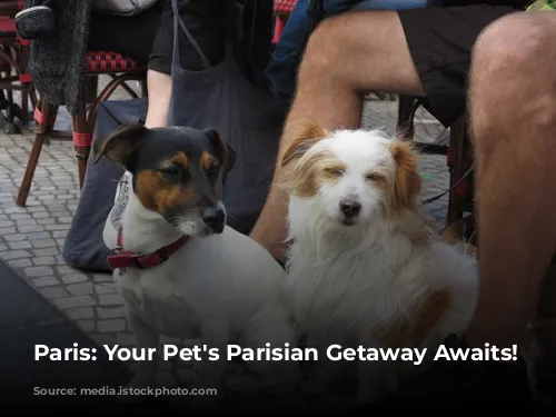 Paris: Your Pet's Parisian Getaway Awaits!