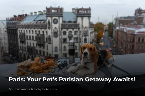 Paris: Your Pet's Parisian Getaway Awaits!