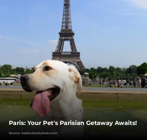 Paris: Your Pet's Parisian Getaway Awaits!