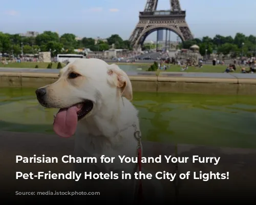 Parisian Charm for You and Your Furry Friend:  Pet-Friendly Hotels in the City of Lights!