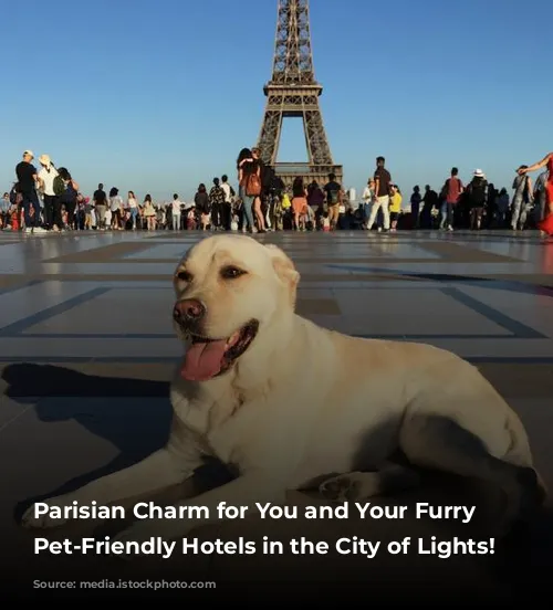 Parisian Charm for You and Your Furry Friend:  Pet-Friendly Hotels in the City of Lights!