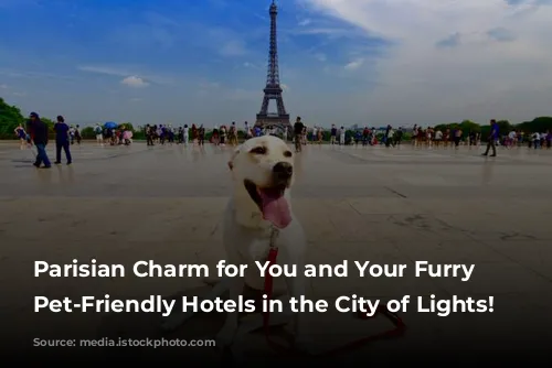 Parisian Charm for You and Your Furry Friend:  Pet-Friendly Hotels in the City of Lights!