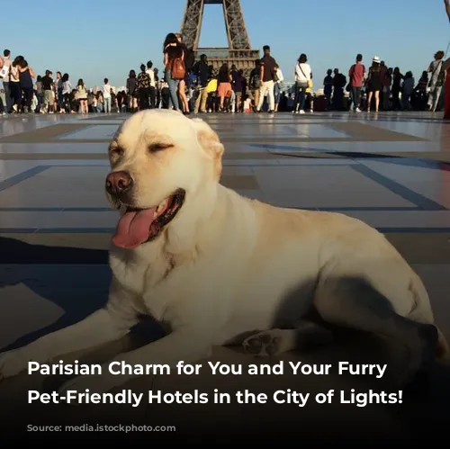 Parisian Charm for You and Your Furry Friend:  Pet-Friendly Hotels in the City of Lights!