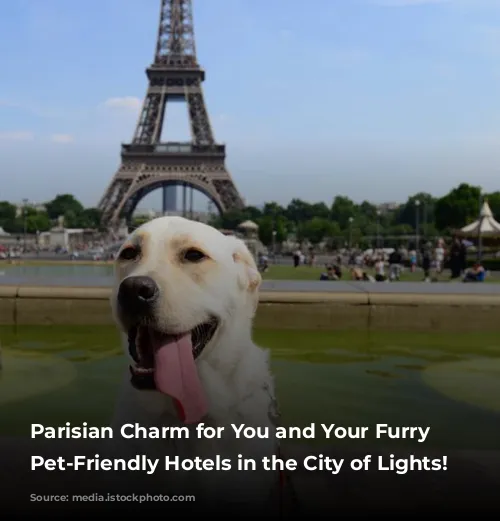 Parisian Charm for You and Your Furry Friend:  Pet-Friendly Hotels in the City of Lights!