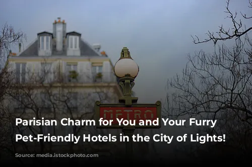 Parisian Charm for You and Your Furry Friend:  Pet-Friendly Hotels in the City of Lights!