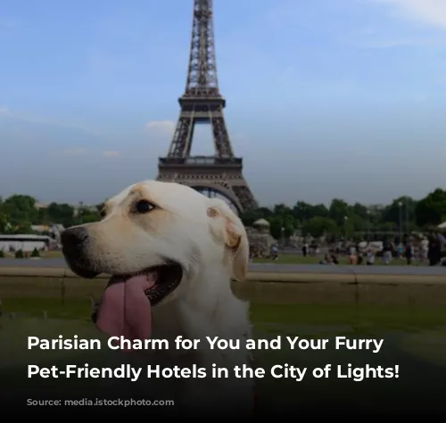 Parisian Charm for You and Your Furry Friend:  Pet-Friendly Hotels in the City of Lights!