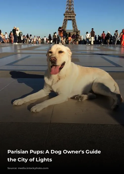 Parisian Pups:  A Dog Owner's Guide to the City of Lights