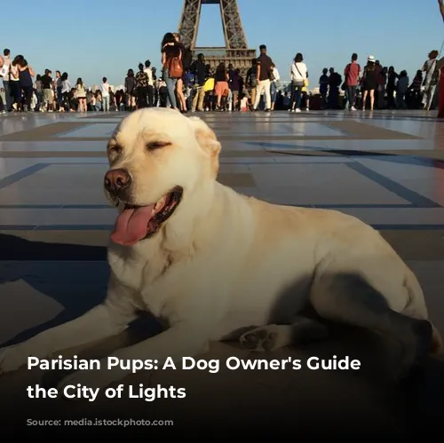 Parisian Pups:  A Dog Owner's Guide to the City of Lights