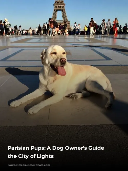 Parisian Pups:  A Dog Owner's Guide to the City of Lights