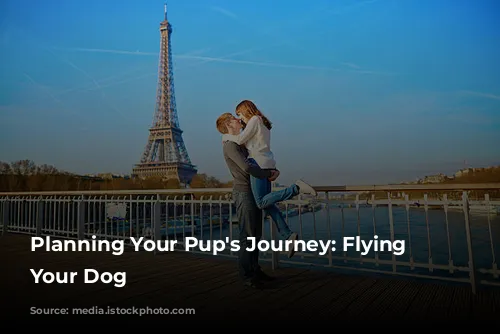  Planning Your Pup's Journey: Flying With Your Dog 