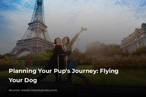  Planning Your Pup's Journey: Flying With Your Dog 