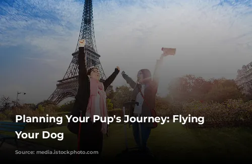  Planning Your Pup's Journey: Flying With Your Dog 