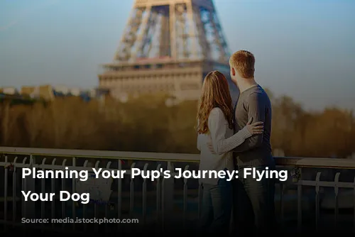  Planning Your Pup's Journey: Flying With Your Dog 