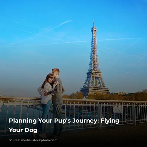  Planning Your Pup's Journey: Flying With Your Dog 