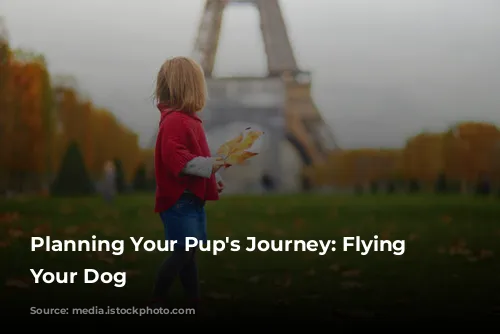  Planning Your Pup's Journey: Flying With Your Dog 