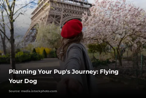  Planning Your Pup's Journey: Flying With Your Dog 