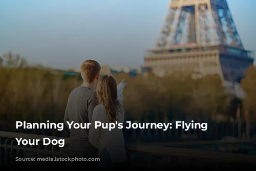  Planning Your Pup's Journey: Flying With Your Dog 