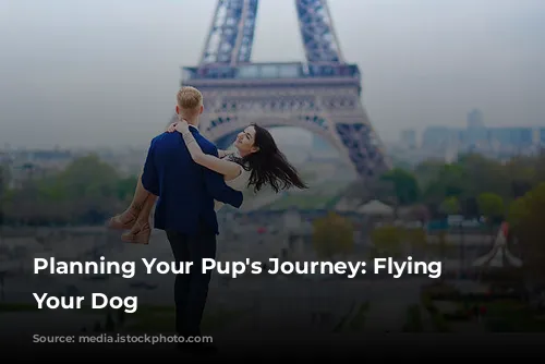  Planning Your Pup's Journey: Flying With Your Dog 