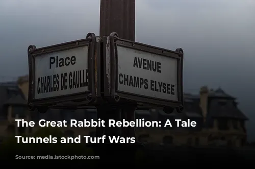 The Great Rabbit Rebellion: A Tale of Tunnels and Turf Wars