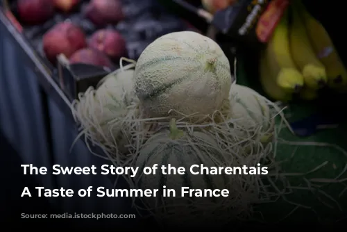 The Sweet Story of the Charentais Melon: A Taste of Summer in France