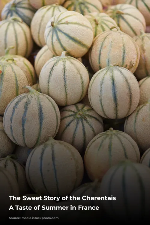 The Sweet Story of the Charentais Melon: A Taste of Summer in France