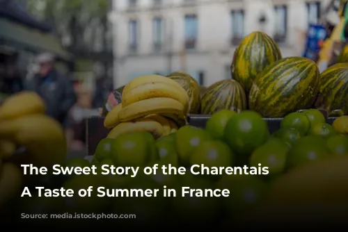 The Sweet Story of the Charentais Melon: A Taste of Summer in France