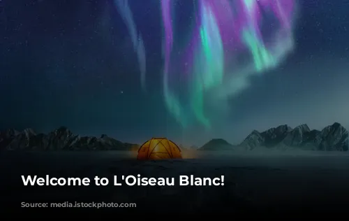 Welcome to L'Oiseau Blanc!