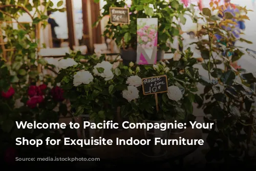 Welcome to Pacific Compagnie: Your One-Stop Shop for Exquisite Indoor Furniture